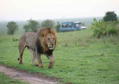 A lion walking confidently on a safari trail, with a safari vehicle visible in the background.