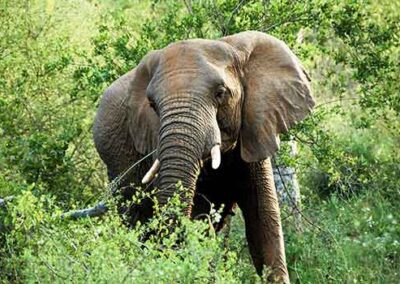 An elephant grazing in a lush green forest, representing the natural habitats seen during wildlife safaris.