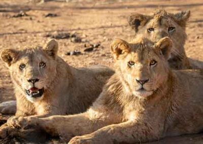 Three young lions resting on the ground in the wild, embodying the up-close encounters on a wildlife safari.