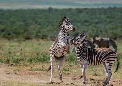 Two zebras playfully interacting in an open field, showcasing the vibrant wildlife seen during safaris.