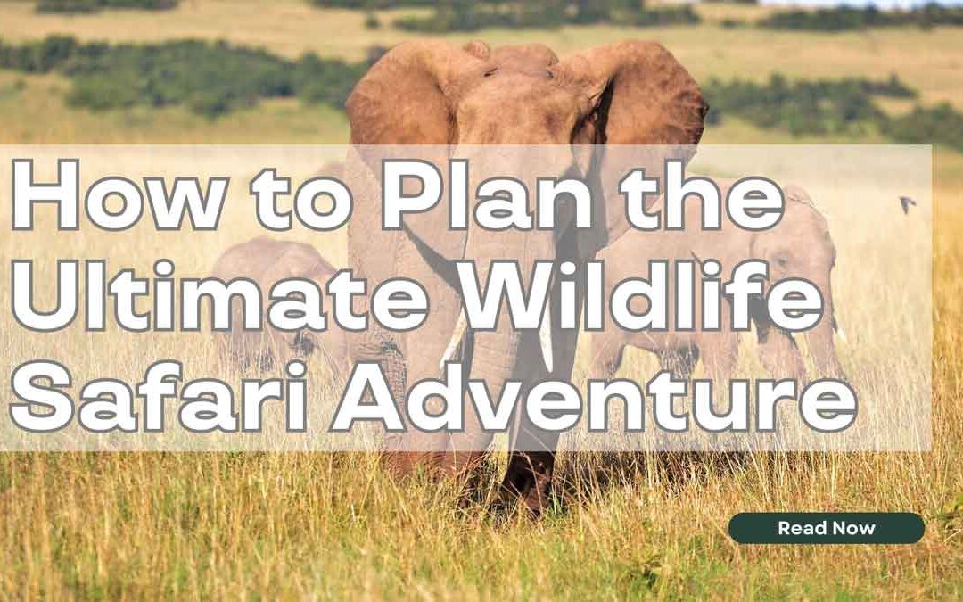 How to Plan the Ultimate Wildlife Safari Adventure