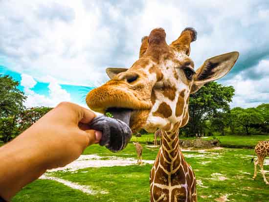 animals in the safari jungle