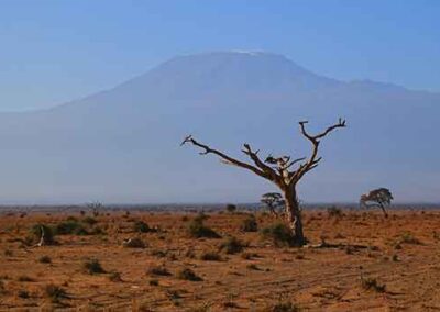 A dry tree standing in the vast African savanna with Mount Kilimanjaro in the background, highlighting the iconic landscapes of a wildlife safari adventure.